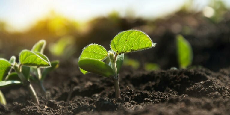 sprouts growing in soil